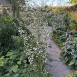 Thalictrum delavayi SPLENDIDE WHITE 'FR21034' Violruta
