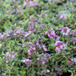 Thymus Coccineus-Gr. 'Coccineus' Purpurtimjan