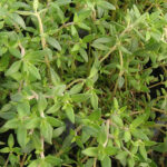 Thymus 'Fragrantissimus Orange' Apelsintimjan