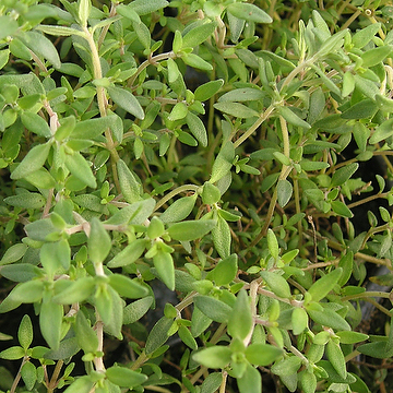 Thymus 'Fragrantissimus Orange' Apelsintimjan