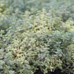 Thymus citriodorus 'Silver Queen' Vitbrokig citrontimjan