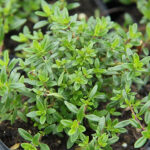 Thymus longicaulis 'Odoratus' Kaskadtimjan