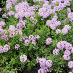 Thymus longicaulis 'Odoratus' Kaskadtimjan