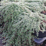 Thymus pseudolanuginosus Gråtimjan