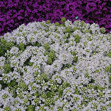 Thymus serpyllum 'Albus' Backtimjan