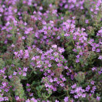 Thymus serpyllum 'Pink Chintz' Backtimjan