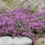 Thymus serpyllum 'Pink Chintz' Backtimjan