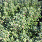 Thymus vulgaris 'Compactus' Kryddtimjan
