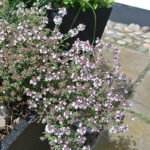 Thymus vulgaris 'Compactus' Kryddtimjan