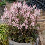 Tiarella ANGEL WINGS 'Gowing' Spetsmössa