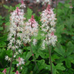 Tiarella 'Pink Skyrocket' Spetsmössa