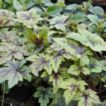 Tiarella 'Sugar & Spice' Spetsmössa