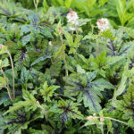 Tiarella 'Sugar & Spice' Spetsmössa