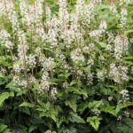 Tiarella 'Sugar & Spice' Spetsmössa
