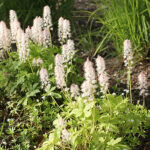 Tiarella cordifolia Spetsmössa
