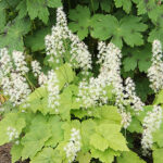 Tiarella cordifolia Spetsmössa