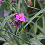 Tradescantia Andersoniana-Gr. 'JS Brainstorm' Tremastarblomma