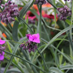 Tradescantia Andersoniana-Gr. 'JS Brainstorm' Tremastarblomma