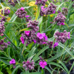 Tradescantia Andersoniana-Gr. 'JS Brainstorm' Tremastarblomma