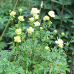 Trollius cultorum 'Alabaster' Trädgårdssmörboll