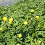 Trollius europaeus Smörboll