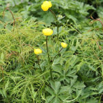 Trollius europaeus Smörboll