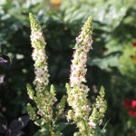 Verbascum chaixii 'Wedding Candles' Franskt Kungsljus