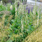 Verbascum chaixii 'Wedding Candles' Franskt Kungsljus
