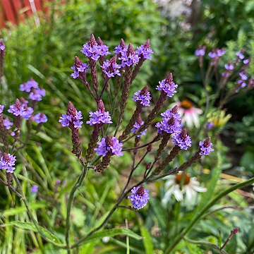 Verbena 'Lavender Spires' Verbena