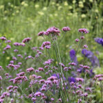 Verbena bonariensis Jätteverbena