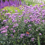 Verbena bonariensis 'Lollipop' 2L Jätteverbena