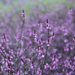 Verbena officinalis 'Bampton' Järnört