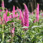 Veronica media FIRST LOVE 'Alllove' Hällveronika