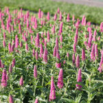 Veronica media FIRST LOVE 'Alllove' Hällveronika