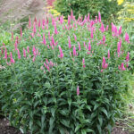 Veronica media FIRST LOVE 'Alllove' Hällveronika