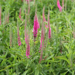 Veronica spicata 'Rotfuchs' Axveronika