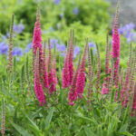 Veronica spicata 'Rotfuchs' Axveronika