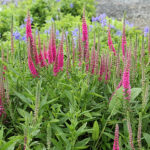 Veronica spicata 'Rotfuchs' Axveronika
