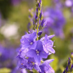 Veronica teucrium 'Knallblau' Praktveronika