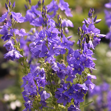 Veronica teucrium 'Knallblau' Praktveronika