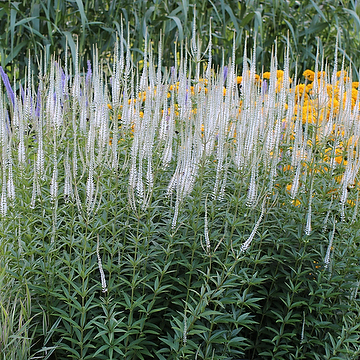 Veronicastrum virginicum 'Diana' Kransveronika