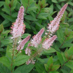 Veronicastrum virginicum 'Pink Glow' Kransveronika