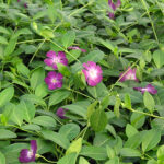 Vinca minor 'Atropurpurea' Vintergröna
