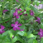 Vinca minor 'Atropurpurea' Vintergröna