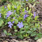 Vinca minor 'Marie' Vintergröna