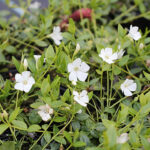 Vinca minor f. alba 'Elisa' Vintergröna