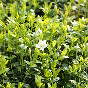 Vinca minor f. alba 'Elisa' Vintergröna