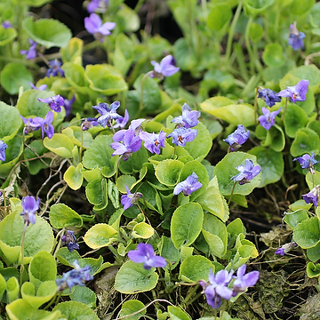 Viola odorata 'Königin Charlotte' Luktviol