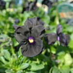 Viola x williamsii 'Molly Sanderson' Bukettviol