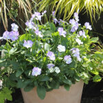 Viola x williamsii 'Ullas Favorit' GK Bukettviol